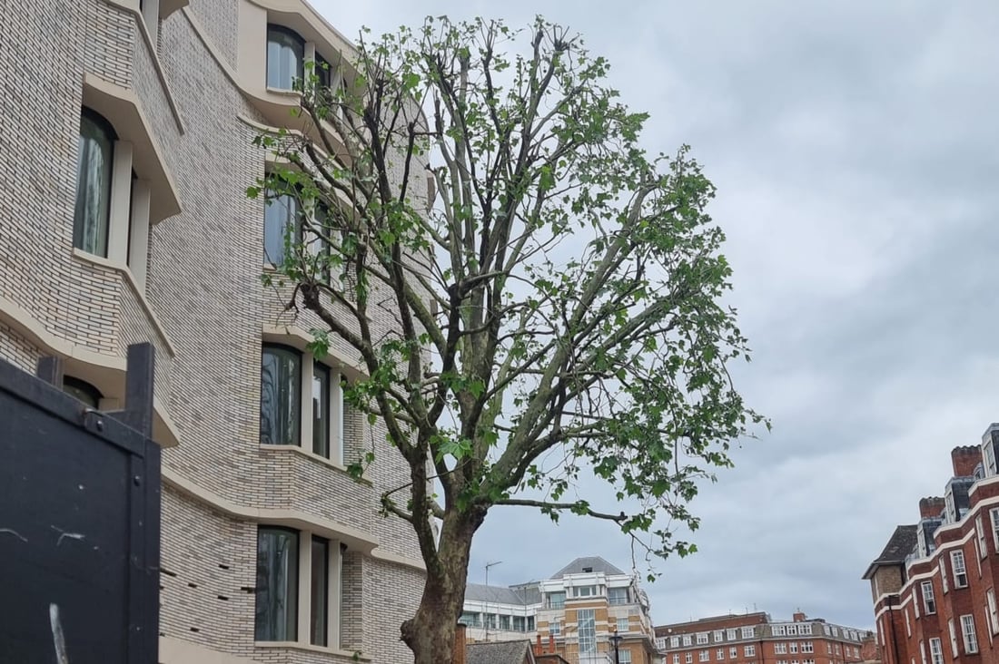 Main header - "FINE PRUNING TREE SURGERY LTD"