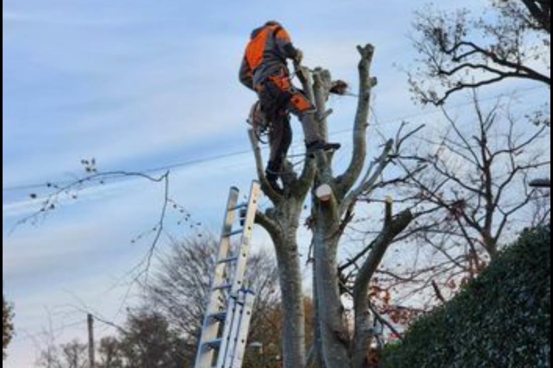 Main header - "FIRST CHOICE TREE CARE AND LANDSCAPING"