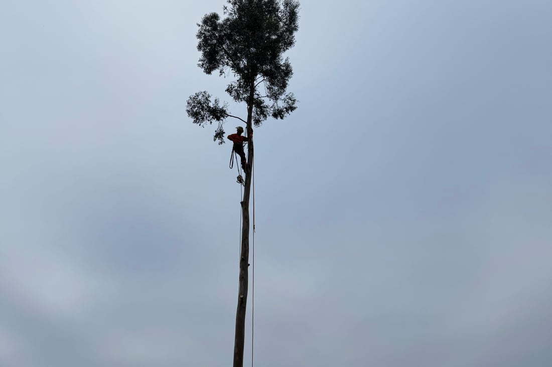 Main header - "AA Tree Surgeon & Landscaping"