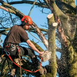 Company/TP logo - "Tree Surgeon"