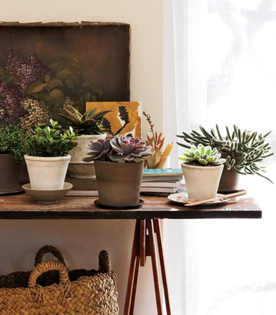 decorating with house plants