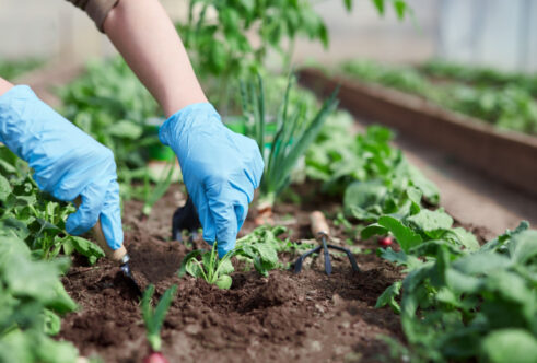 Picture of a person wearing blue plastic gloves gardening 