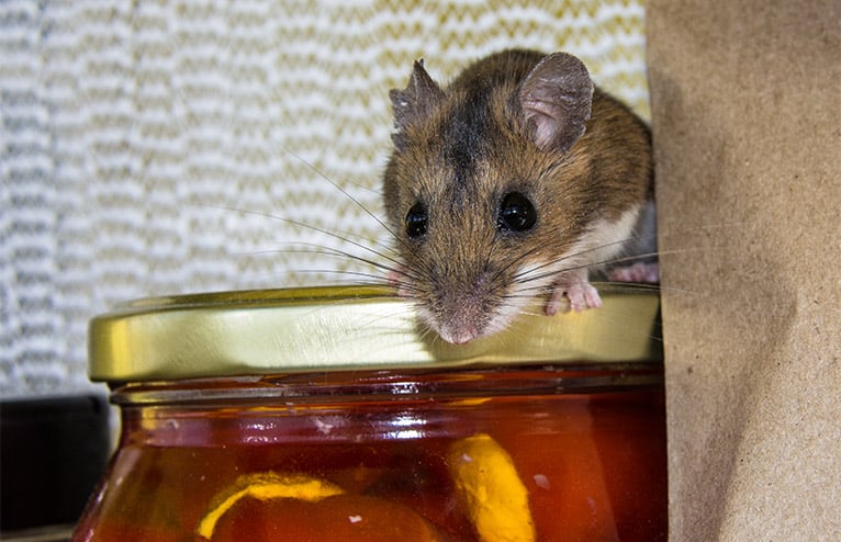 Brown mouse sitting on a jar