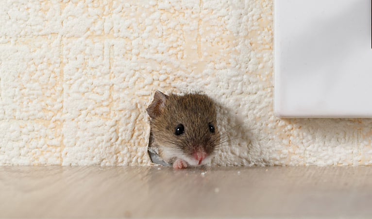 Mouse appearing through a hole in a wall