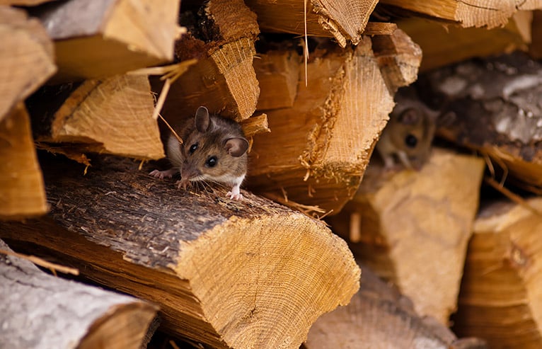 Mouse in a pile of chopped wood