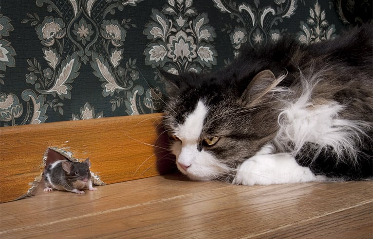 Cat staring at a mouse appearing through a mouse hole