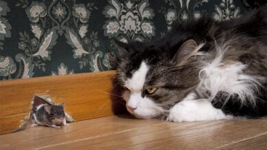 Cat stalking a mouse