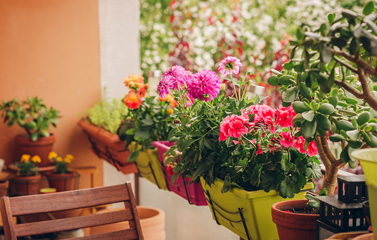 Balcony with colourful pot plants