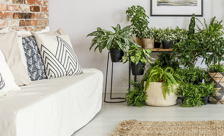 Arrangement of plants in minimal living room