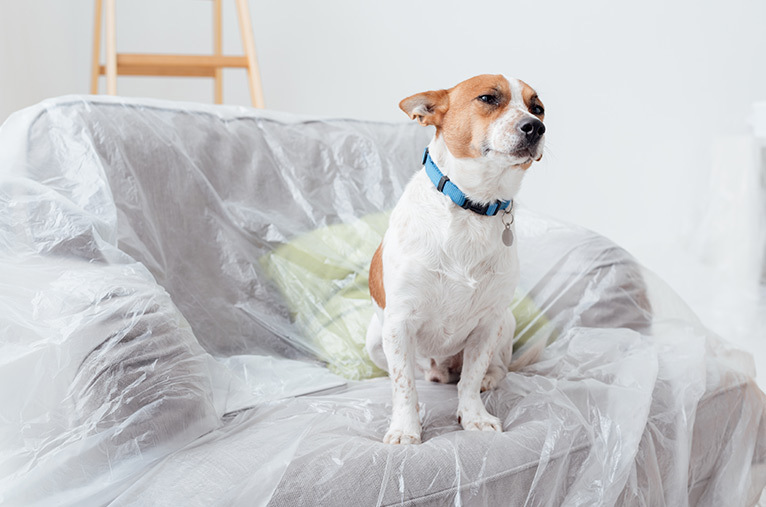 Dog sitting on dust sheet on sofa
