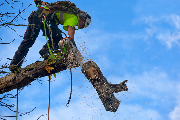 Tree surgeon sawing off a branch