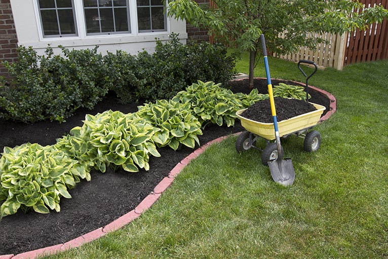 Bright and large green plants in garden with wheelbarrow and shovel nearby