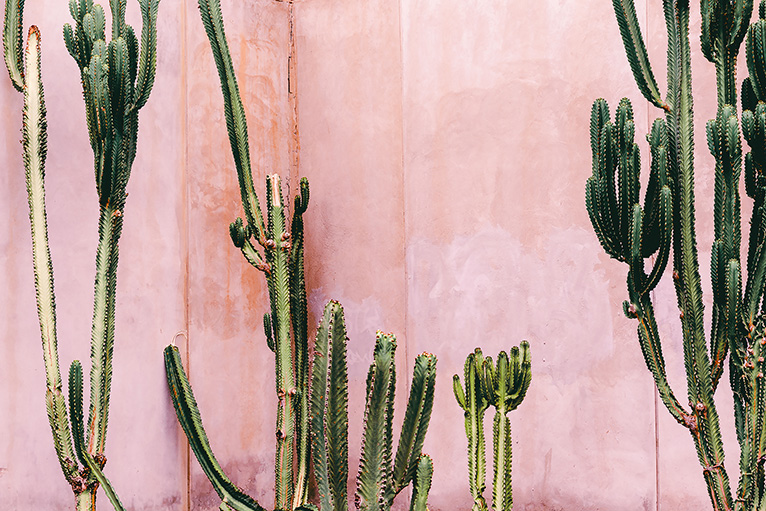 Cacti in front of pink wall