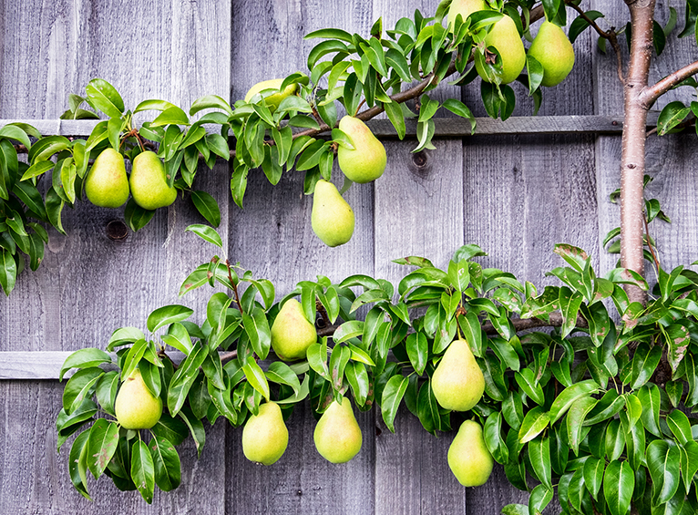 Pear tree espalier on fence in all year round garden