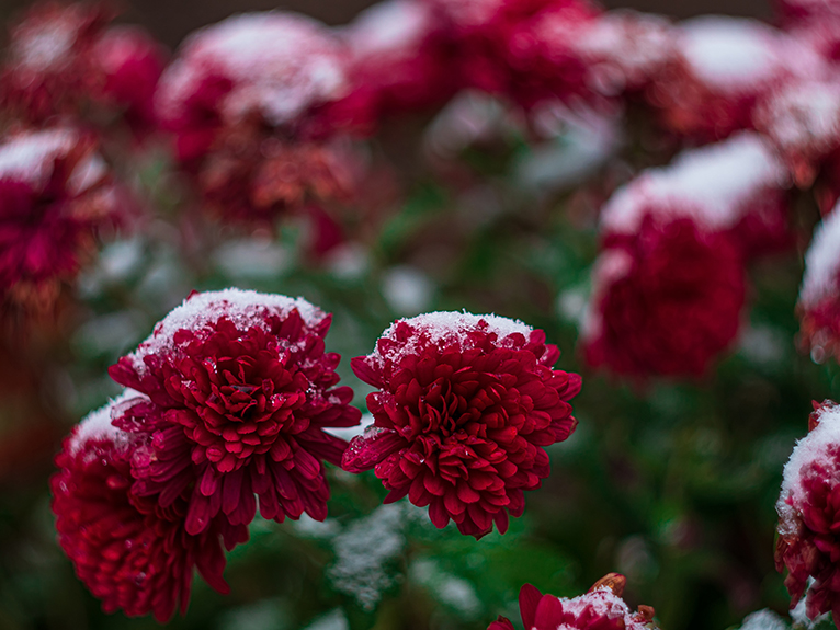 Red chrysanthemums dusted in frost, in all year round garden