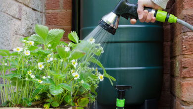 Person watering strawberry plant using hose connected to water butt or rainwater tank