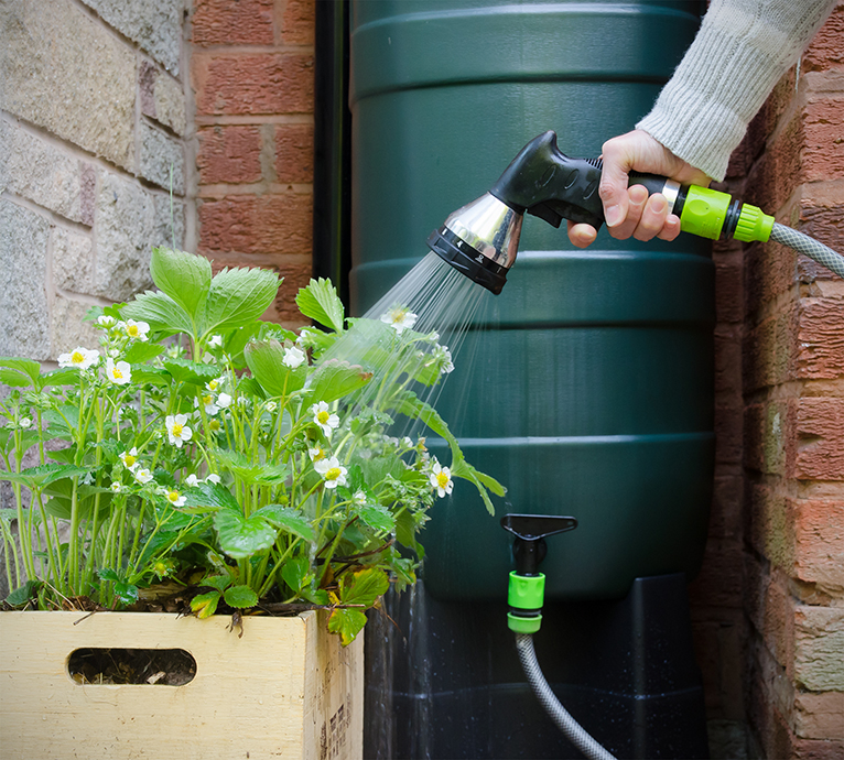 Person watering strawberry plant using hose connected to water butt or rainwater tank