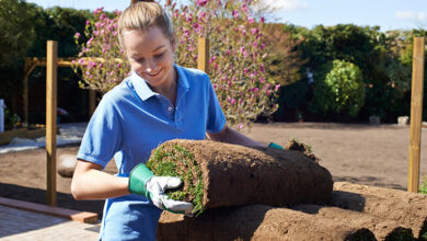 Apprentice landscape gardener laying turf
