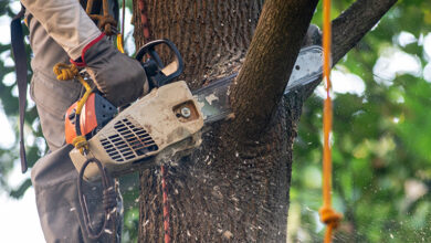 Tree surgeon using chainsaw to cut branch
