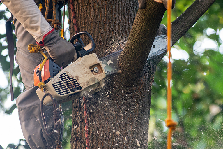 Tree surgeon using chainsaw to cut branch