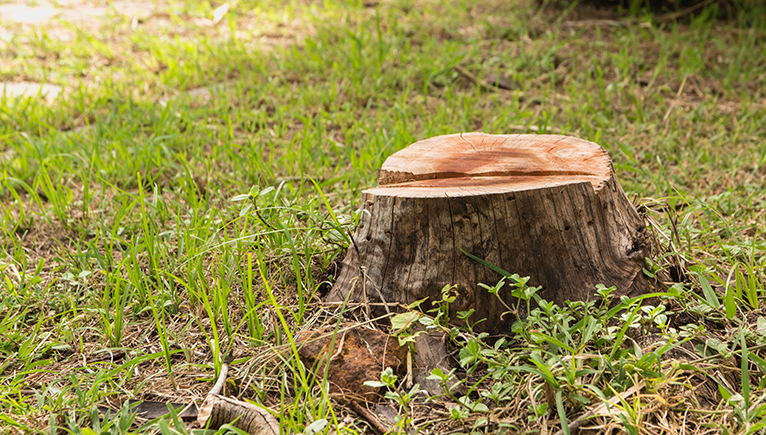 Tree stump in garden