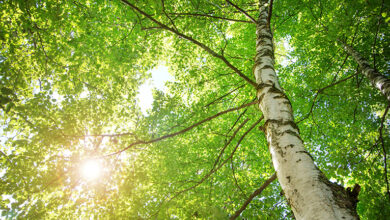 Birch tree in sunlight