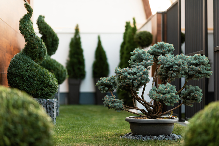 Bridgerton style garden: Potted topiary plants