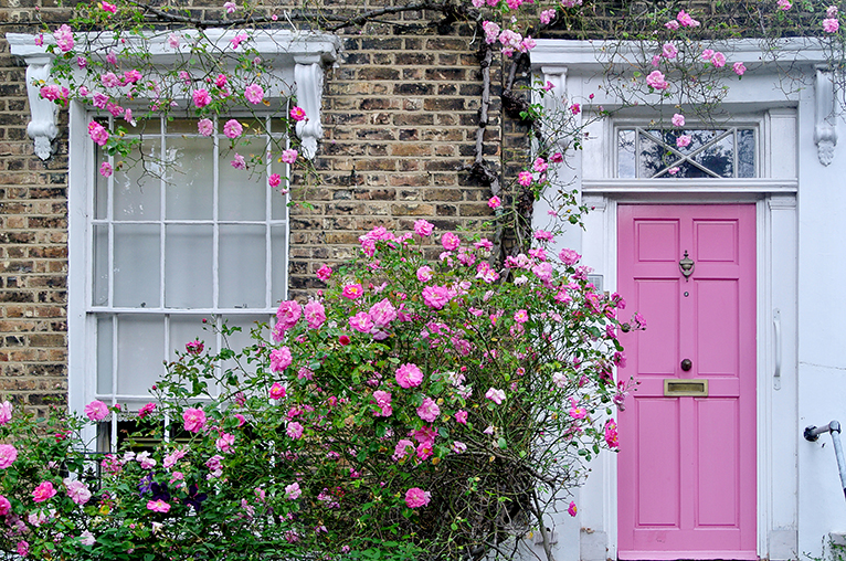 Pink rose bush next to pink front door