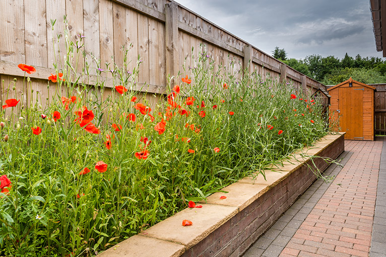 Wildflower patch with poppies and corncockle
