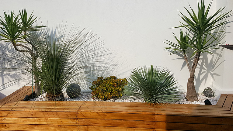 Raised border planter with southern growing plants