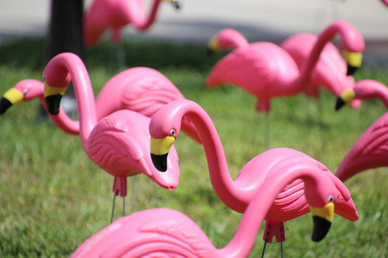 plastic flamingoes on a lawn