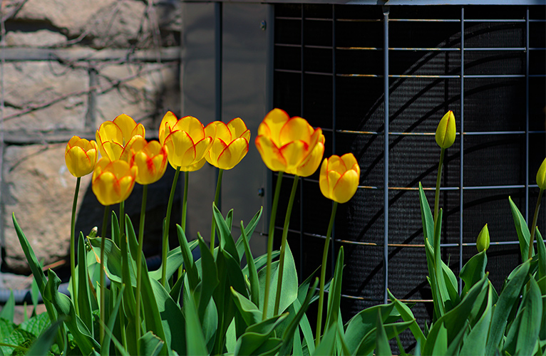 Yellow flowers hiding an outdoor air conditioning unit. 