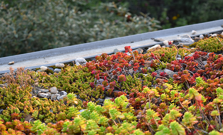 Close up of green roof with flowers