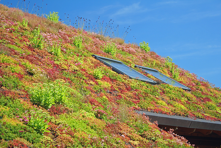 Sloping roof covered with vegetation and 2 solar panels