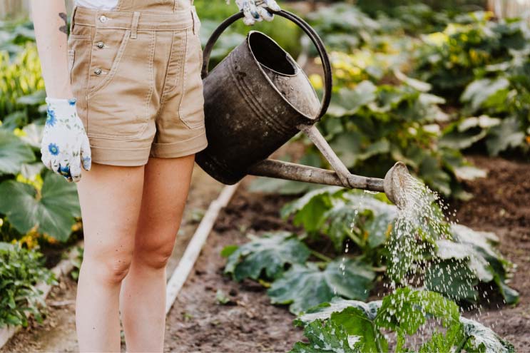 Lady stood wearing gardening gloves in a vegetable patch watering some green vegetables with a rusty old watering can