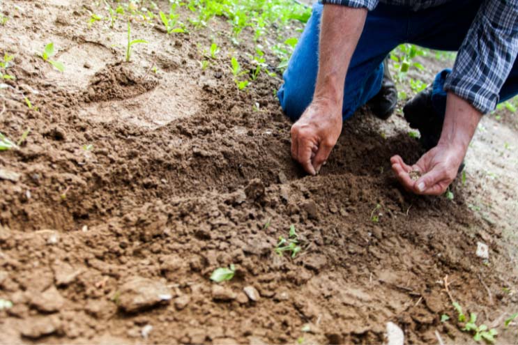 a man dressed in a blue checked shirt and blue dad jeans planting seeds in a soily garden into a freshly dug trough