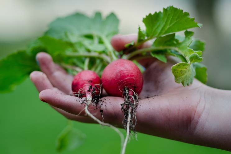 freshly picked radishes in someones hand