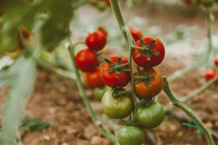 A vintage-style photo of some tomatoes growing on the vine. They are growing in a soily vegetable patch and some at the top are red and ripe, whereas they are less ripe towards the bottom of the vine.