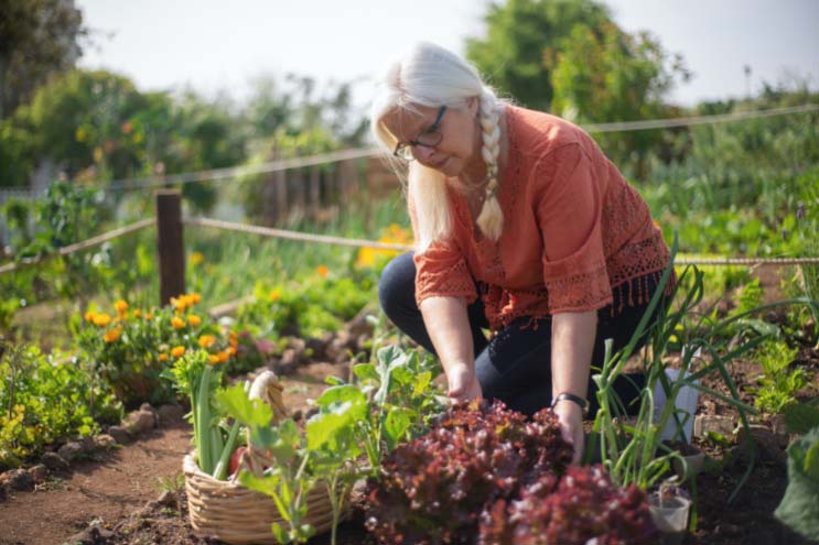 an elderly woman with white hair in a plait picking red lettuces from her garden vegetable patch and placing them into a wicker basket