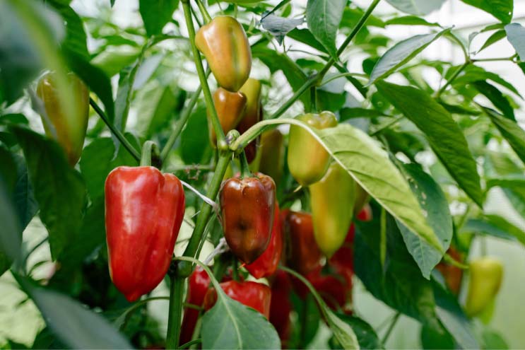 a photo of some ripe red peppers growing on a pepper plant with some less ripened yellow peppers hanging behind it on the same plant