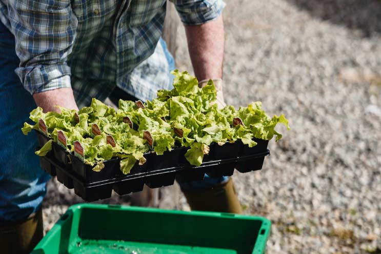 a man dressed in a blue checked shirt and blue jeans tucked into wellies picking up a tray of lettuce in a planter