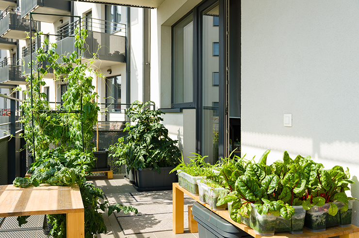 Urban balcony garden with chard, kangkung and other easy to grow vegetables in pots and containers