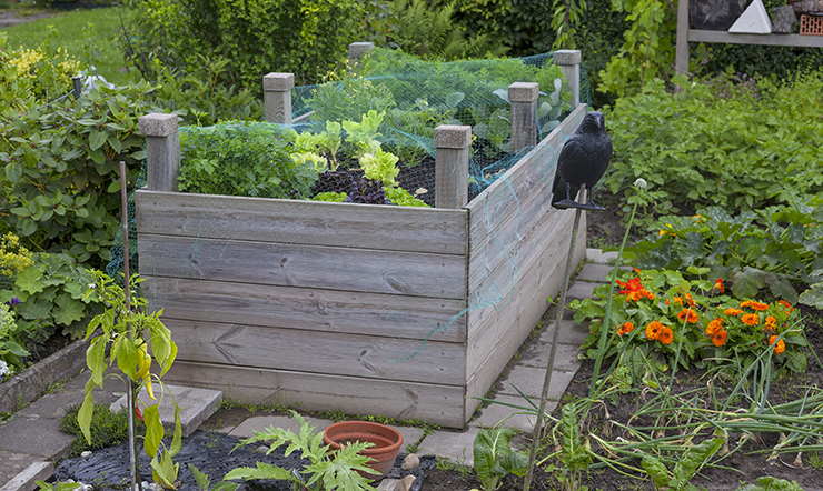 a raised bed in a vegetable patch with chicken wire over it and a scarecrow in front