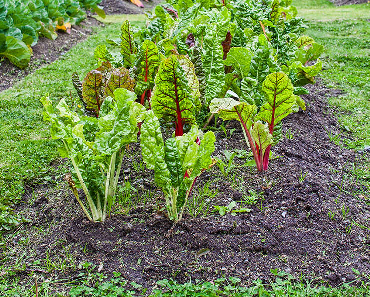 a vegetable patch in a garden with chard and lettuce growing in the soil
