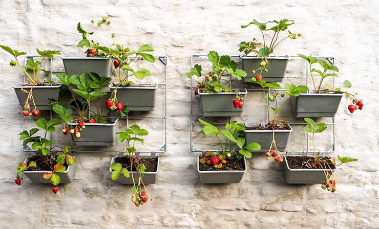strawberries growing in hanging pots that are attached to a white-painted brick wall