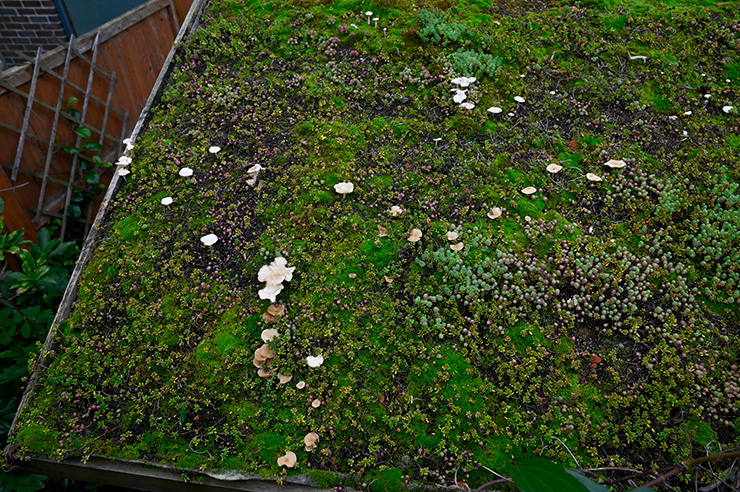 Picture of a green roof with grass on it