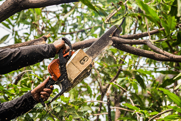 Picture of a tree surgeon removing a branch