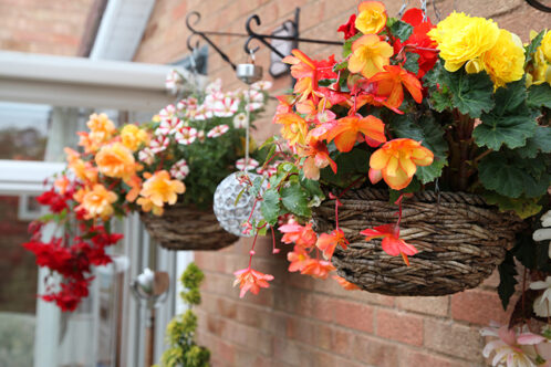 Picture of winter hanging baskets hanging from home with orange flowers
