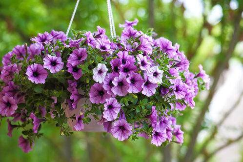 Picture of a hanging basket with purple flowers