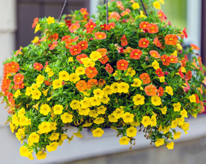 Picture of a hanging basket with yellow and orange flowers